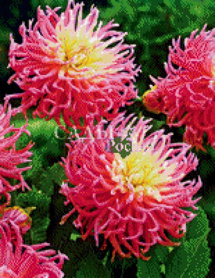 Звёздный любимец - цветы, георгин - предпросмотр