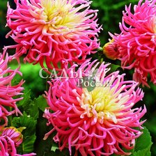 Схема вышивки «Звёздный любимец»