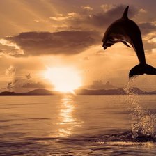 Схема вышивки «Прыжок дельфина»