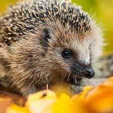 Схема вышивки «Ёжик»