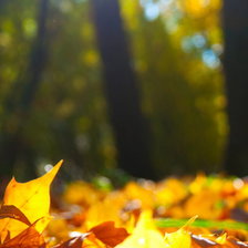 Схема вышивки «Осенние листья. Триптих ч.1»