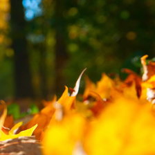 Схема вышивки «Осенние листья. Триптих ч.3»