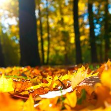 Схема вышивки «Осенние листья. Триптих (общий вид)»