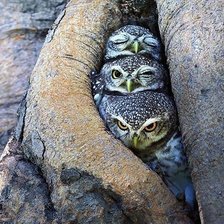 Схема вышивки «три стадии пробуждения»