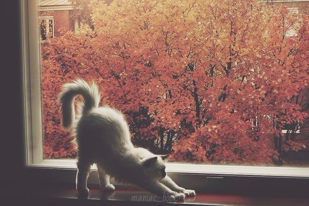 Кот и осень - кот, осень, кошка - оригинал