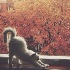 Схема вышивки «Кот и осень»