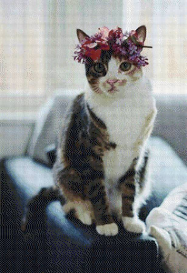 Красавица - домашние животные, кошки, коты - предпросмотр