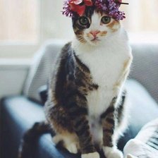 Схема вышивки «Красавица»