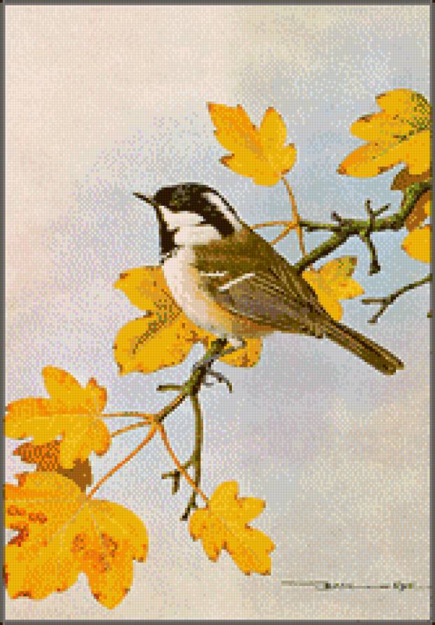 птичка - птицы - предпросмотр