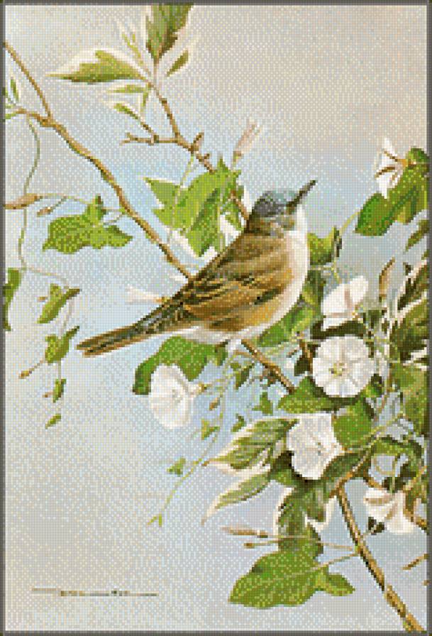 птичка - птицы - предпросмотр