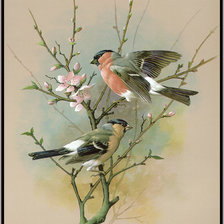 Схема вышивки «птицы на ветке»