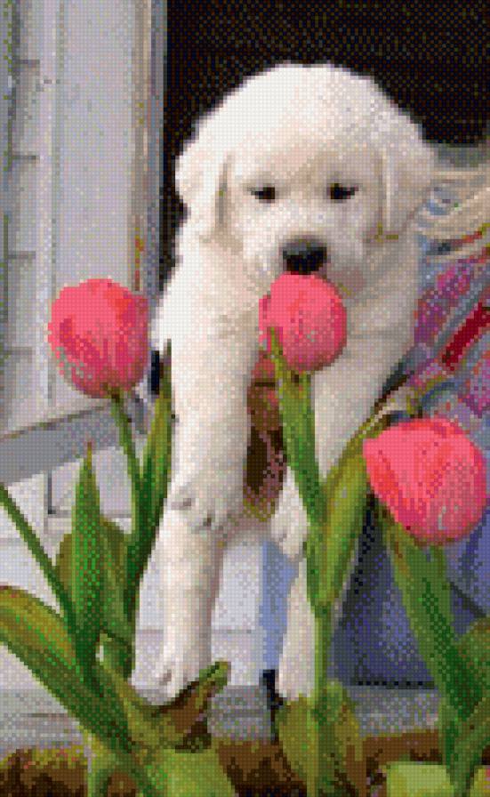 Щенок - животные, тюльпаны, цветы - предпросмотр