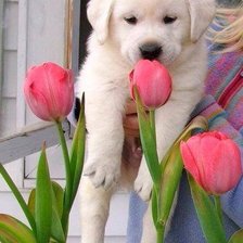 Схема вышивки «Щенок»