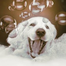 Схема вышивки «Ретривер»