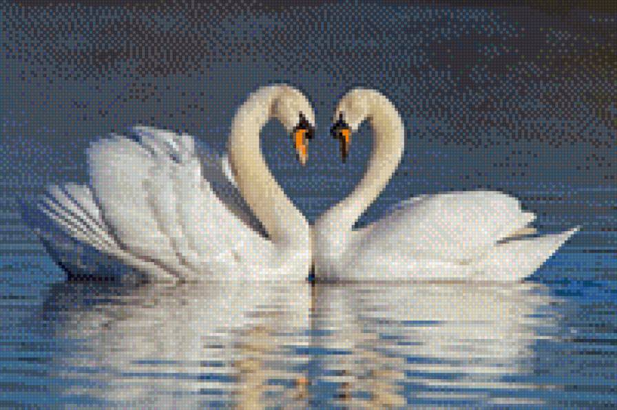 Swan love - схемы вышивки - предпросмотр
