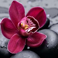 Схема вышивки «Orchid Flowers»