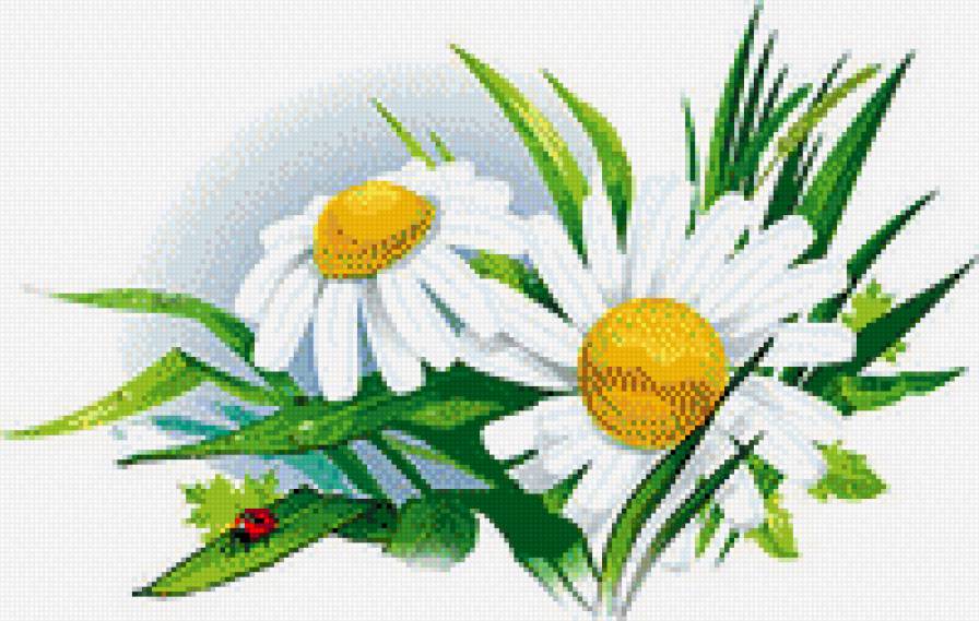 Ромашки_1 - картины, схемы вышивки - предпросмотр