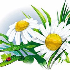 Схема вышивки «Ромашки_1»