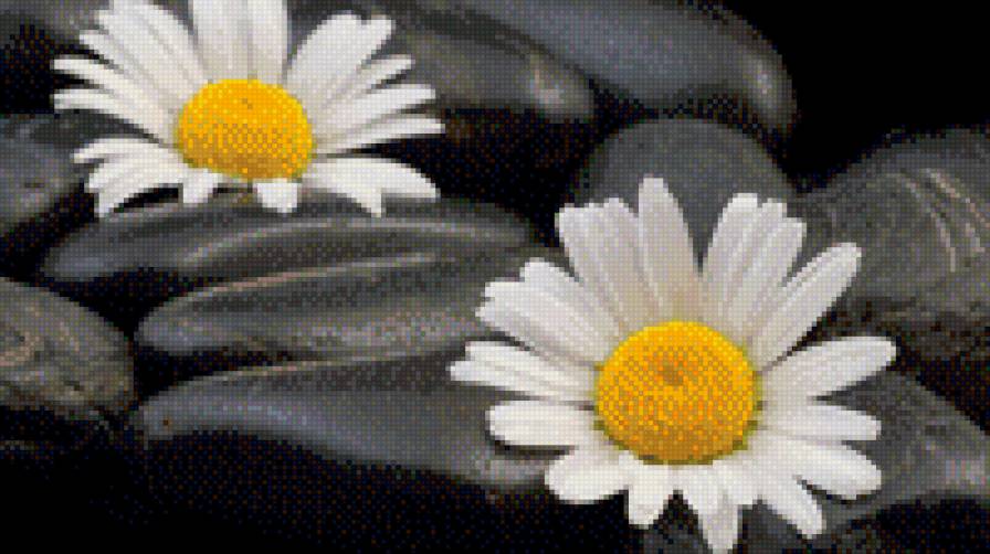 Ромашки_2 - картины, схемы вышивки - предпросмотр