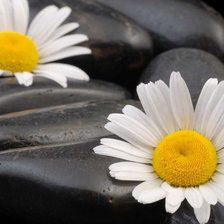 Схема вышивки «Ромашки_2»