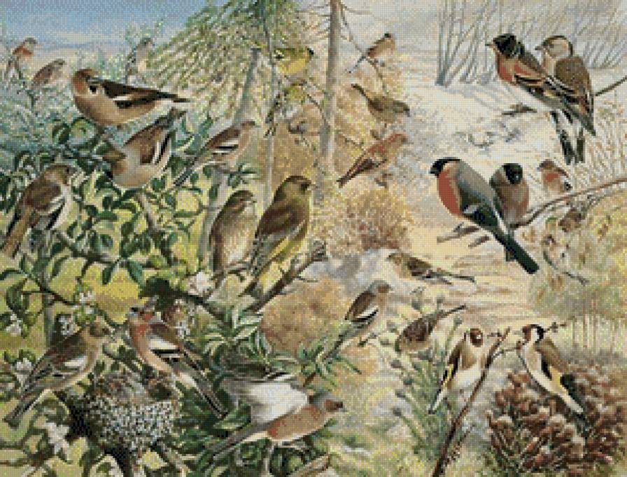 Birds in Family - предпросмотр