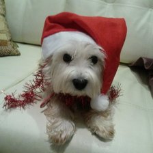 Схема вышивки «Вест хайленд»