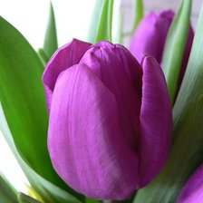 Схема вышивки «Kрасивые цветы_15»