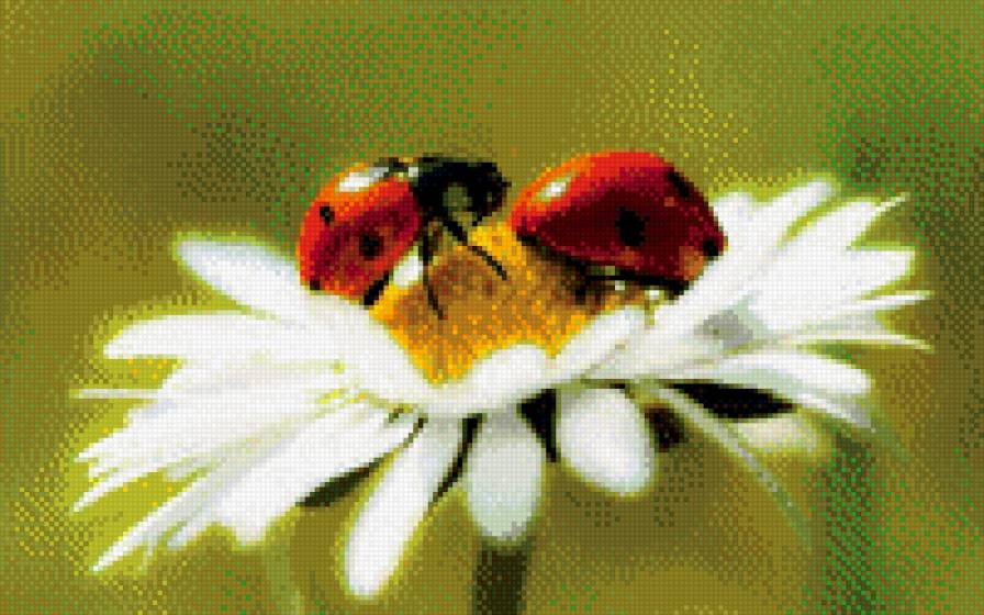 Kрасивые цветы_17 - цветы, схемы вышивки, картины - предпросмотр