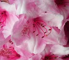 Схема вышивки «Kрасивые цветы_21»