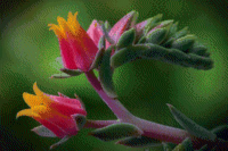 Kрасивые цветы_31 - картины, цветы, схемы вышивки - предпросмотр