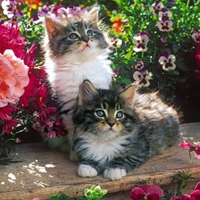 Схема вышивки «Кошечки»