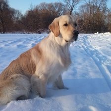 Схема вышивки «Золотистый ретривер»