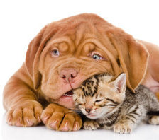 Схема вышивки «щенок с котом»