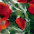 Предпросмотр схемы вышивки «маки» (№1027499)