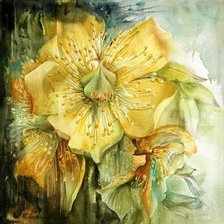 желтые цветы