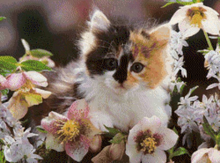 котенок - кошки - предпросмотр