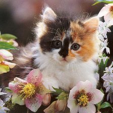 Схема вышивки «котенок»