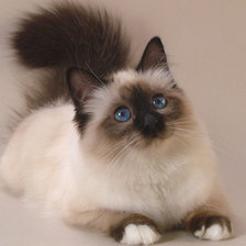 Схема вышивки «кошка»