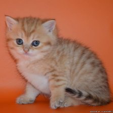 Схема вышивки «котенок»