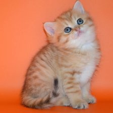 Схема вышивки «котенок»