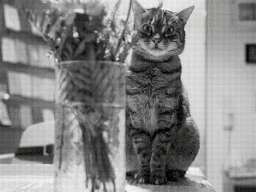 Котик - кошки, домашние животные, коты - предпросмотр