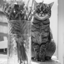 Схема вышивки «Котик»