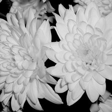 Схема вышивки «нежность»