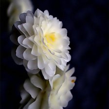 Схема вышивки «скромность»