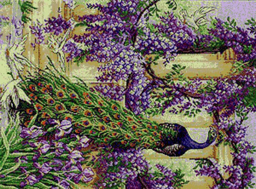 павлин - павлин - предпросмотр