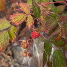 Схема вышивки «Малина»