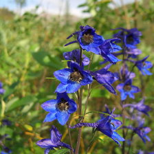 Схема вышивки «Небесный цветок»