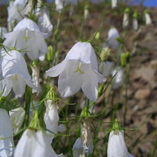 Схема вышивки «Северный колокольчик»