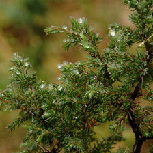 Схема вышивки «Ёлочка»