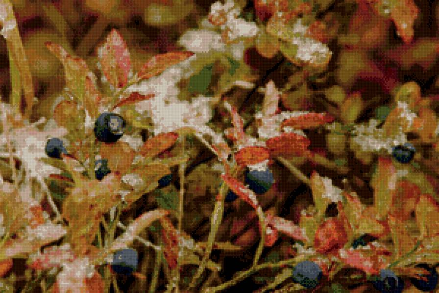 Черника под снегом - снег, черника, осень, тундра, ягоды - предпросмотр